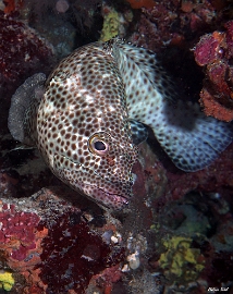 Maldives 2021 - Merou a quatre selles - Foursaddle grouper - Epinephelus spilotoceps - DSC00485_rc